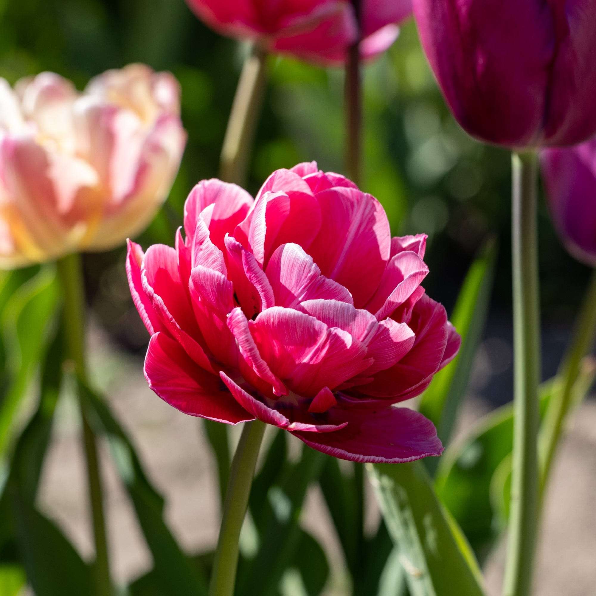 Tulpe 'Aveyron'